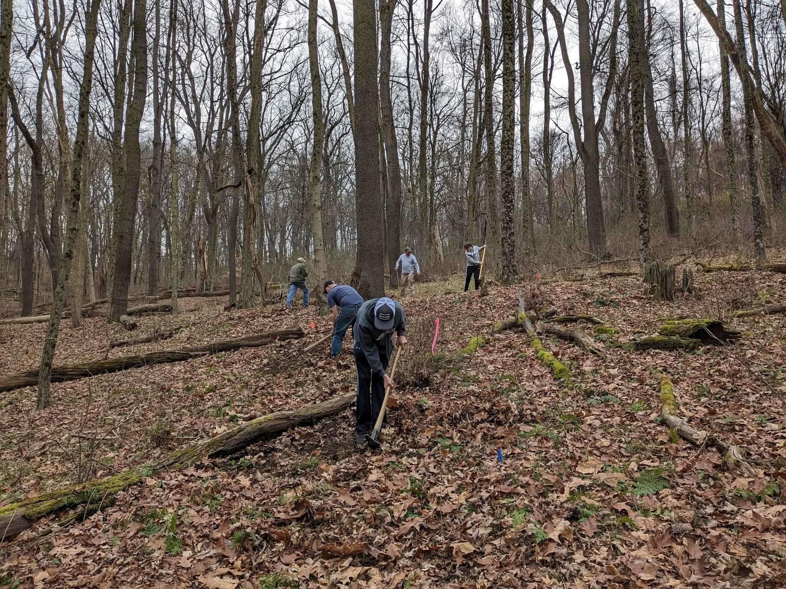 Volunteers working a hillside trail corridor among bare trees and fallen leaves