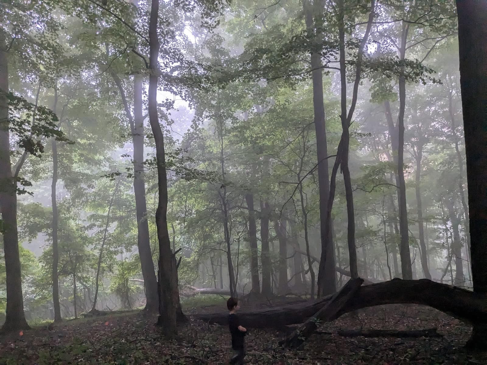 A young rider on a misty morning among tall trees in Braddock's Trail Park